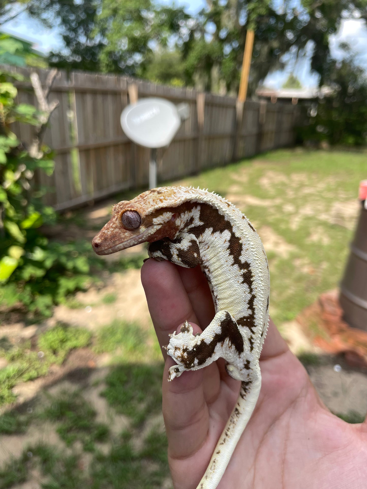 Male Lilly White