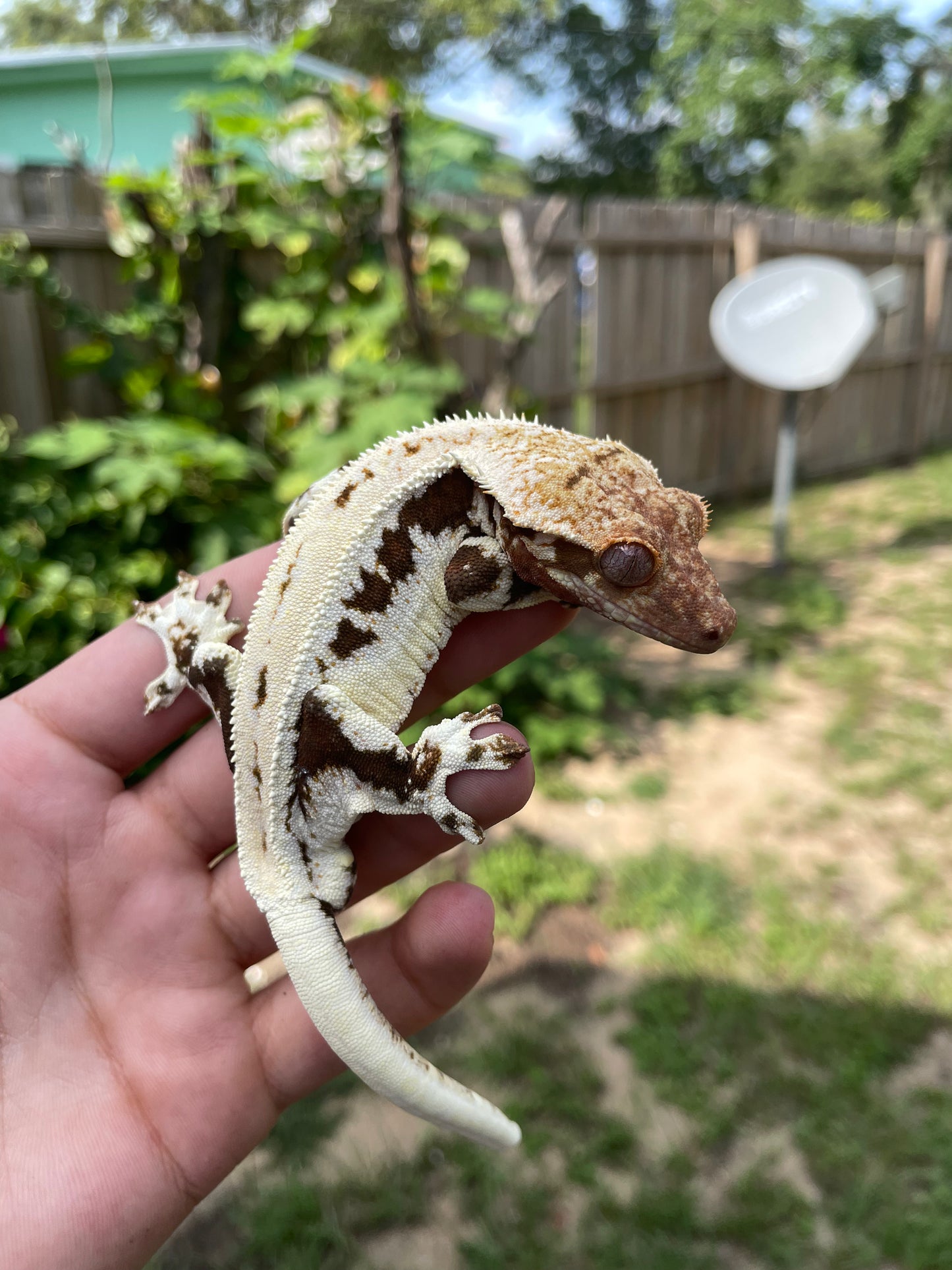 Male Lilly White
