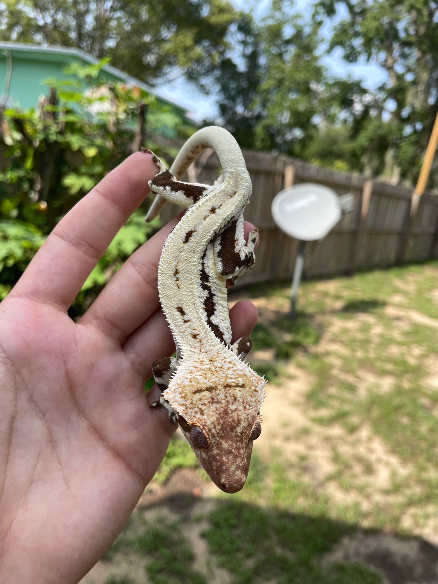 Male Lilly White